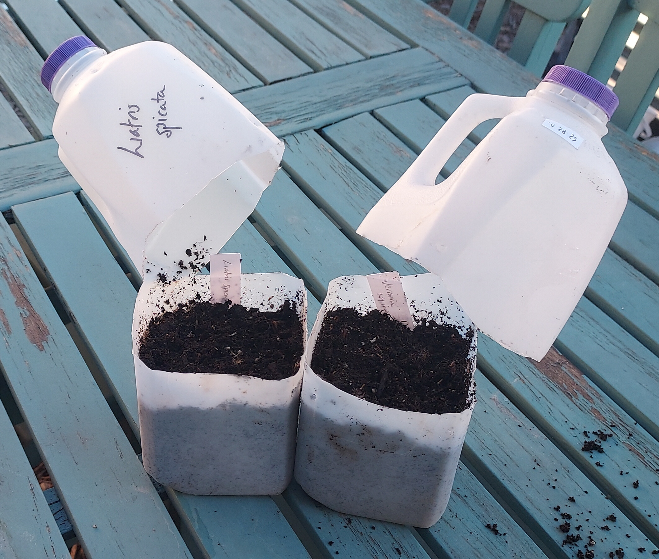 Two cut milk jugs filled with soil sit on a table with their tops removed and labels stuck in the soil.